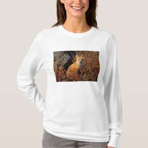 Camiseta raposa vermelha, Vulpes vulpes, em cores de outono