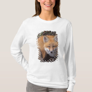 Camiseta raposa-vermelha, Vulpes vulpes, em cores de outono