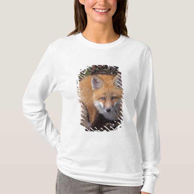 Camiseta raposa-vermelha, Vulpes vulpes, em cores de outono (Frente)