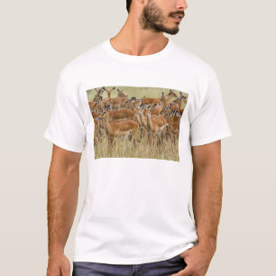 Camiseta Rebanho de impalas fêmeas, Masai Mara, Quênia.