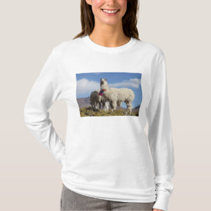 Camiseta Rebanho de lamas decorados na Puna, cordilheira do
