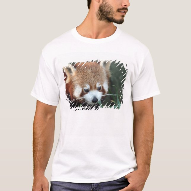 Camiseta Red Panda, Taronga Zoo, Sydney, Austrália (Frente)