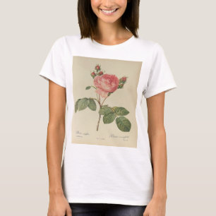 Camiseta Redoute Rosa Centifolia Camisa-T feminina