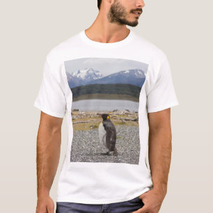 Camiseta Rei pinguim, Isla Martillo, Terra do Fogo