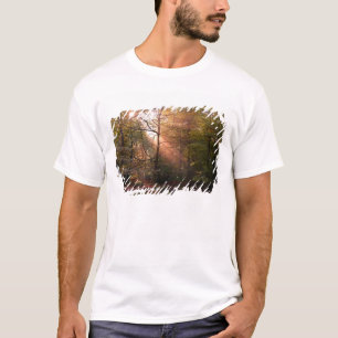 Camiseta Reino Unido. Floresta de Dean. Raio de sol penetra
