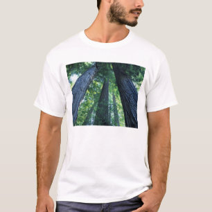 Camiseta Reserva Estadual de Montgomery Woods, Califórnia.