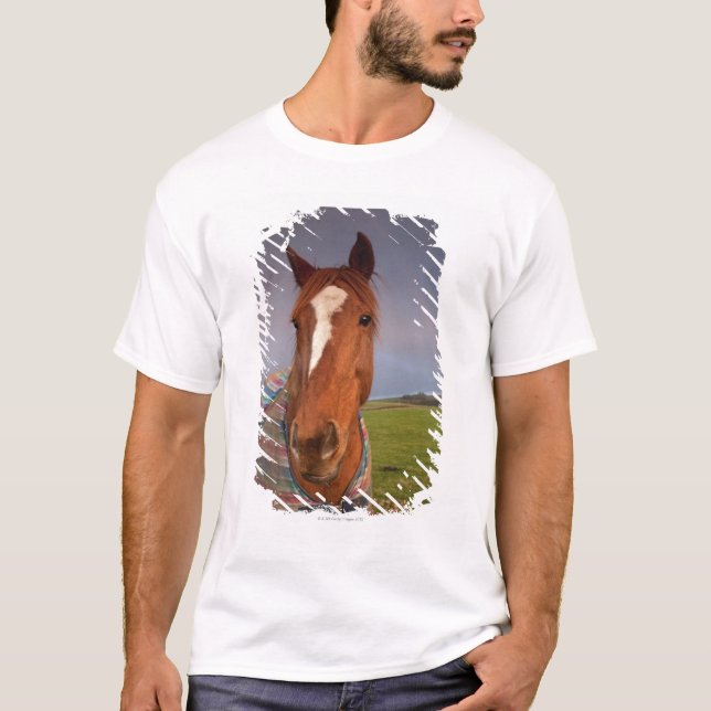 Camiseta Retrato de um cavalo com um arco-íris no céu (Frente)