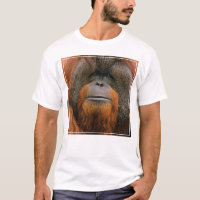 Retrato do Orangutango Macho, Geórgia, EUA