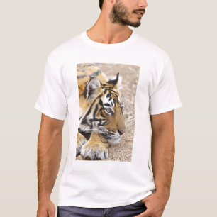 Camiseta Retrato do Tigre-de-bengala-real, Ranthambhor