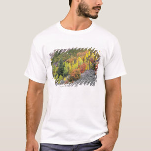 Camiseta Rio Provo e árvores de álamo