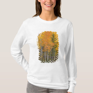 Camiseta Rio Provo e árvores de álamo