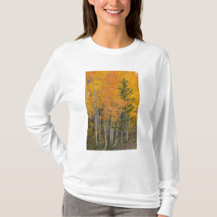 Camiseta Rio Provo e árvores de álamo