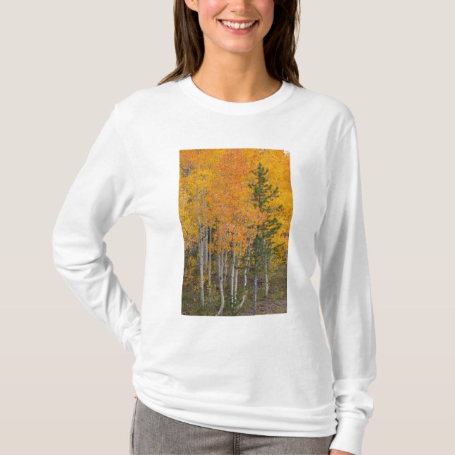 Camiseta Rio Provo e árvores de álamo (Frente)