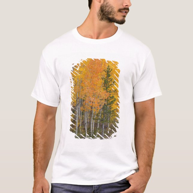 Camiseta Rio Provo e árvores de álamo (Frente)