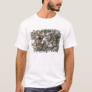 Camiseta robin abrigando-se numa árvore de azevinho após um