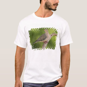 Camiseta Rórola, Zenaida macroura