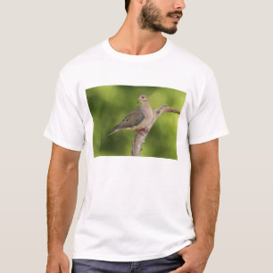 Camiseta Rórola, Zenaida macroura