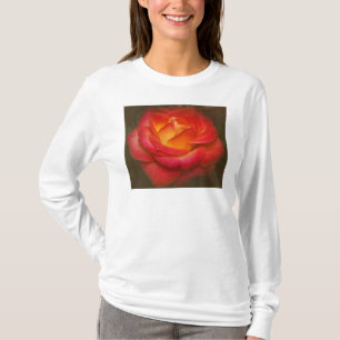 Camiseta Rosa de chamamento no pergaminho