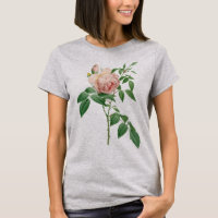 Rosa indica fragrans - ilustração botânica