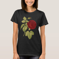 Rosa vermelha antiga