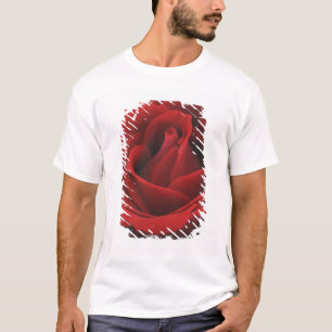 Camiseta Rosa vermelha de florescência