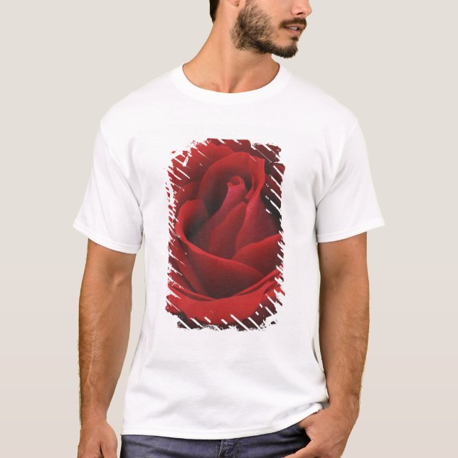 Camiseta Rosa vermelha de florescência (Frente)