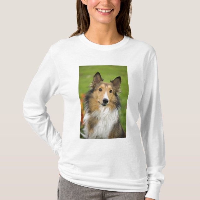 Camiseta Rough Collie, cachorro (Frente)