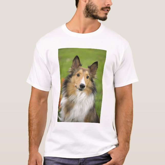 Camiseta Rough Collie, cachorro (Frente)