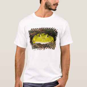Camiseta Sapo do Corno brasileiro, Ceratophrys cornuta, 2
