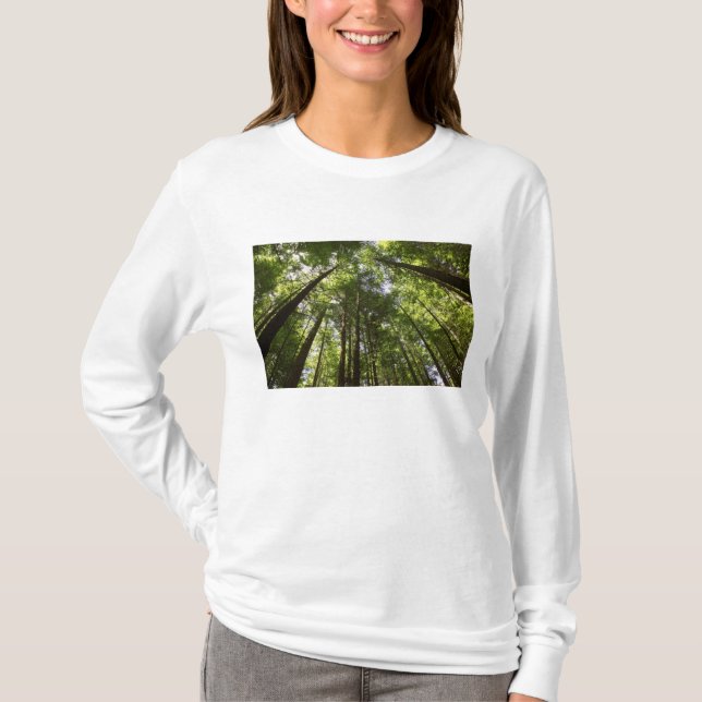 Camiseta Sequoias, Rotorua, Nova Zelândia 2 (Frente)