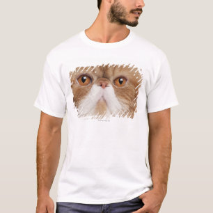 Camiseta Shorthair exótico (2,5 anos velho)