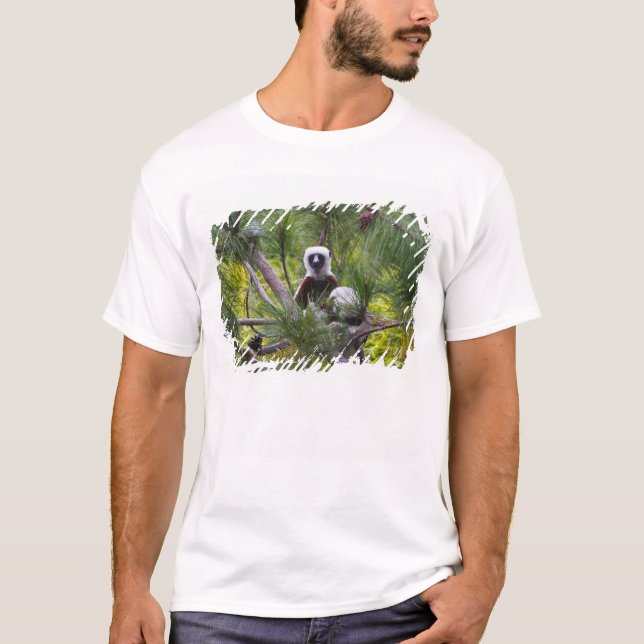 Camiseta Sifaka de Coquerel na floresta (Frente)