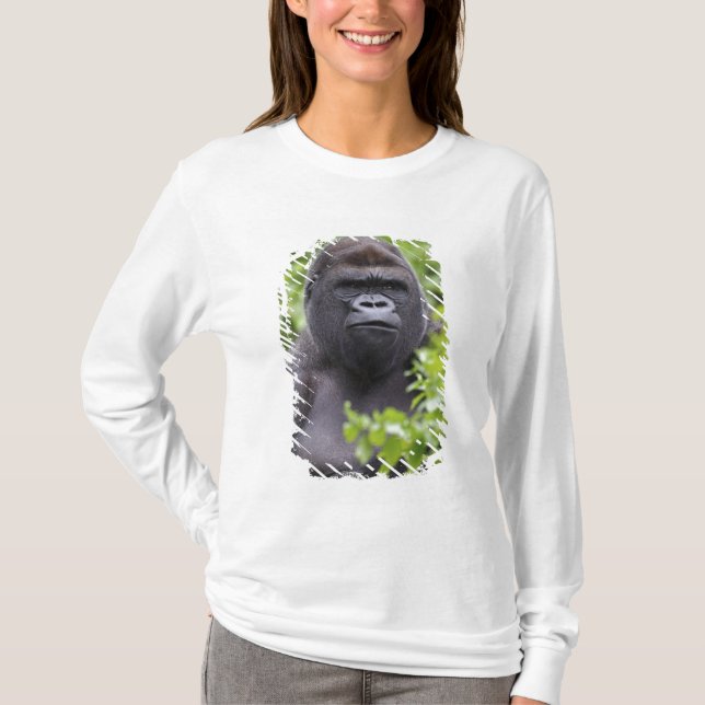 Camiseta Silverback Lowland Gorilla, Gorilla gorilla (Frente)