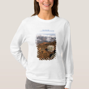 Camiseta Silversword no cume da cratera Haleakala a partir 