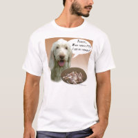 Spinone Italiano Turquia