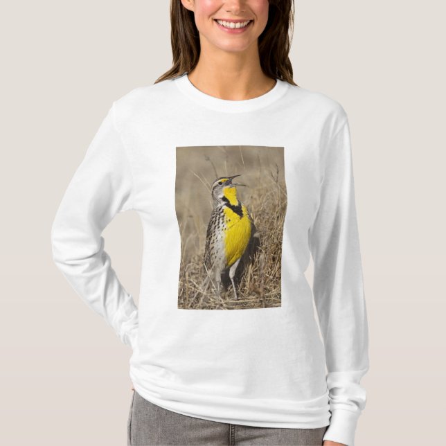 Camiseta Sturnella neglecta (Frente)