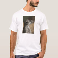 Suricata