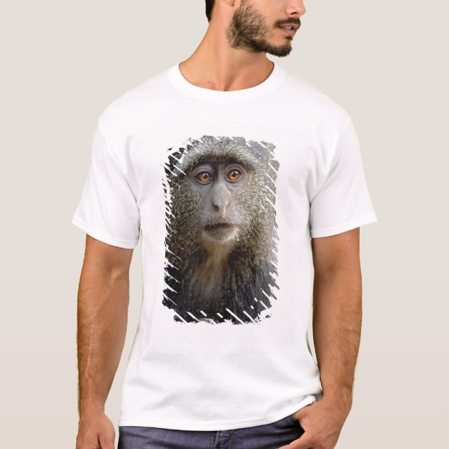 Camiseta Sykes ou Macaco Azul, Cercopithecus mitis, (Frente)