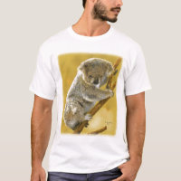 … T-shirt bonito e roupa do urso de Koala…!