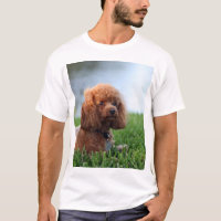 T-shirt vermelho da caniche de brinquedo