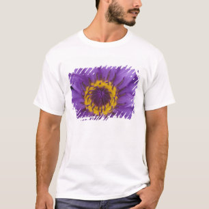 Camiseta Tailândia, Banguecoque, Lótus roxo e amarelo