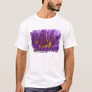 Camiseta Tailândia, Banguecoque, Lótus roxo e amarelo 2