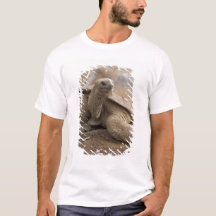 Camiseta Tartaruga terrestre de Aldabra de Seychelles