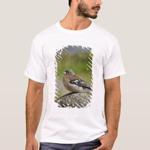 Camiseta Tentilhão-comum-macho (SILVESTRE: Fringilla coeleb
