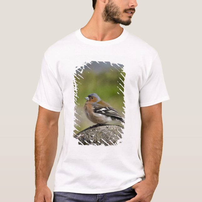 Camiseta Tentilhão-comum-macho (SILVESTRE: Fringilla coeleb (Frente)
