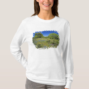 Camiseta Texas, Texas Hill Country, vesícula baixa,