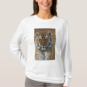 Camiseta Tigre-de-bengala, Panthera tigris, Louisville Zoo,