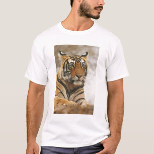Camiseta Tigre-de-bengala-real sobre a rocha, Ranthambhor