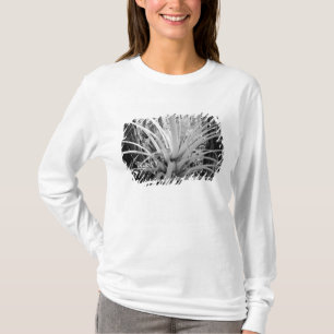 Camiseta Tillandsia epífita é comum na Flórida,