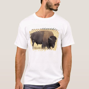 Camiseta Touro de Bisão no Parque Nacional de Yellowstone